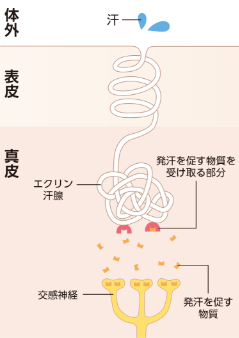 汗をかくメカニズム